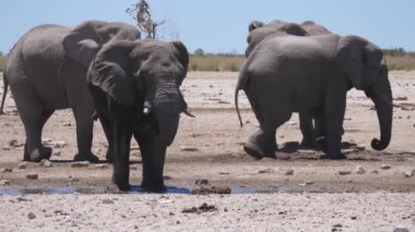 Fil Namibya 'daki Etosha Ulusal Parkı' nda çamura bulanır.