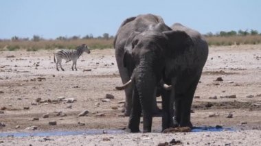 Fil, Namibya 'daki Etosha Ulusal Parkı' nda su sıçratıyor.
