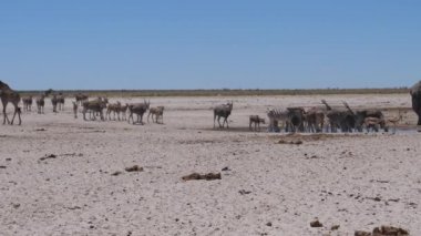 Namibya 'daki Etosha Ulusal Parkı' ndaki kuru bir ovada su birikintisinin etrafındaki sıradan yaşlılar sürüsü.