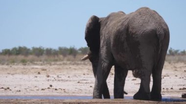 Namibya 'daki Etosha Ulusal Parkı' ndaki su birikintisinde yalnız bir fil.