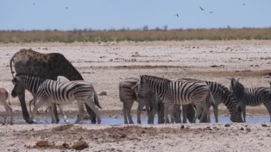 Zürafa ve zebra sürüsü bir su birikintisinden korkup Namibya 'daki Etosha Ulusal Parkı' na kaçtı.