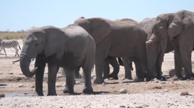 Fil, Namibya 'daki Etosha Ulusal Parkı' nda su sıçratıyor.