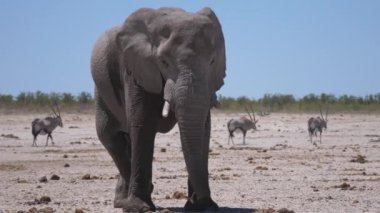 Namibya 'daki Etosha Ulusal Parkı' nda yalnız bir fil.
