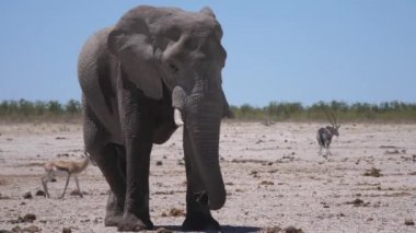Namibya 'daki Etosha Ulusal Parkı' nda kuru bir ovada yalnız büyük bir fil.