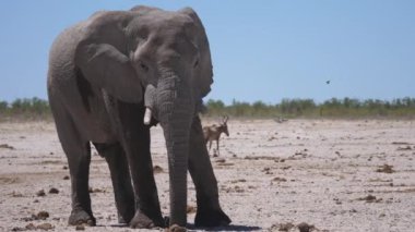 Namibya 'daki Etosha Ulusal Parkı' nda kuru bir ovada yalnız büyük bir fil.