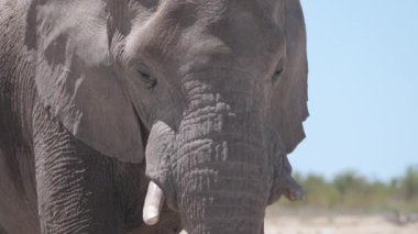 Namibya 'daki Etosha Ulusal Parkı' nda bir filin yakınında.