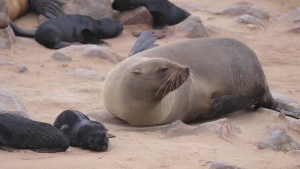 Namibya Daki Cape Cross Seal Reserve Kıllı Deniz Aslanı — Stok video
