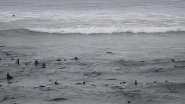 纳米比亚海角十字海豹保护区海岸海洋中的海狮群 — 图库视频影像