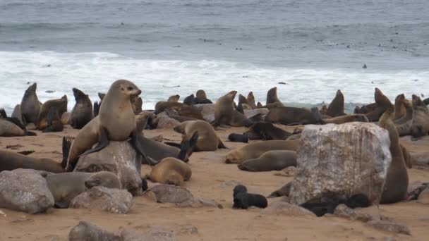 Colônia Leões Marinhos Praia Rochas Reserva Selo Cruz Cabo Namíbia — Vídeo de Stock