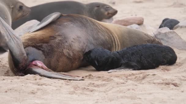 Madre Lobo Marino Alimentando Cachorro Cape Cross Seal Reserve Namibia — Vídeos de Stock