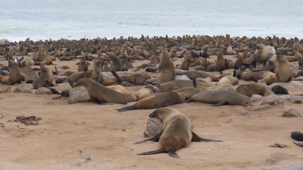 Colônia Leões Marinhos Perto Costa Reserva Selo Cruz Cabo Namíbia — Vídeo de Stock