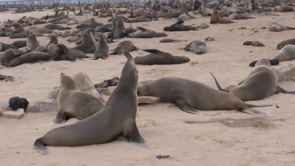 Colônia Leões Marinhos Com Filhotes Praia Cape Cross Seal Reserve — Vídeo de Stock