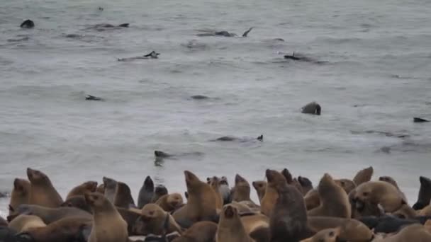 纳米比亚海角十字海豹保护区海岸海洋中的海狮群 — 图库视频影像