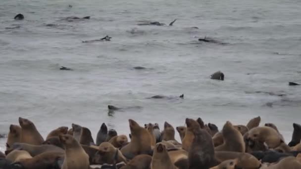 Colônia Leões Marinhos Oceano Costa Reserva Selos Cruz Cabo Namíbia — Vídeo de Stock