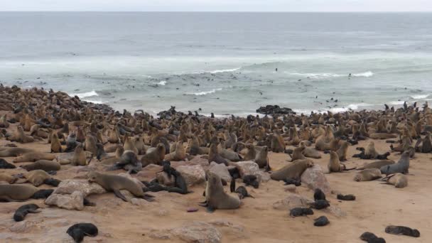 Colônia Leões Marinhos Praia Reserva Selos Cabo Cruz Namíbia — Vídeo de Stock