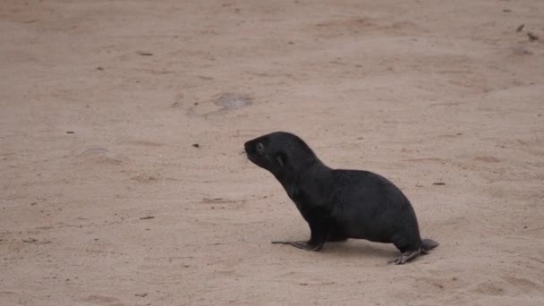 Ensam Sjölejon Valp Stranden Cape Cross Seal Reserve Namibia — Stockvideo