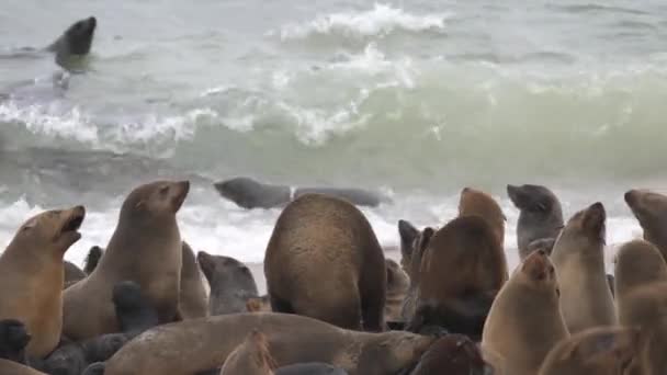 Leoni Marini Combattono Sulla Spiaggia Cape Cross Seal Reserve Namibia — Video Stock