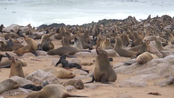 Große Seelöwenkolonie Strand Des Cape Cross Seal Reserve Namibia — Stockvideo