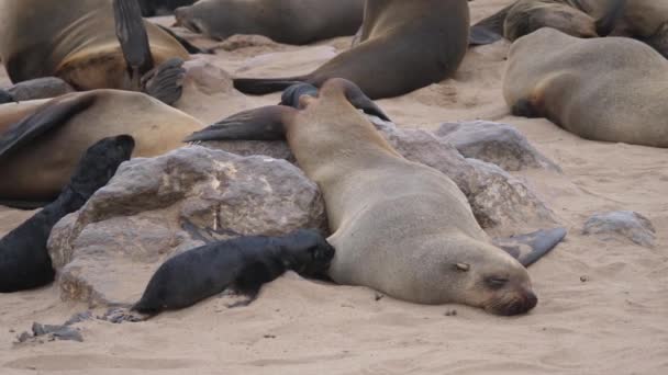 Mother Sea Lion Her Pup Cape Cross Seal Reserve Namibia — Stock Video