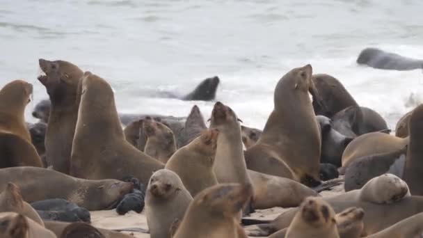 Close Grupo Leões Marinhos Praia Cape Cross Seal Reserve Namíbia — Vídeo de Stock