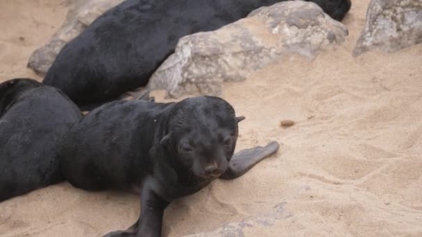 Lew Morski Ryczący Plaży Rezerwatu Pieczęci Cape Cross Namibii — Wideo stockowe