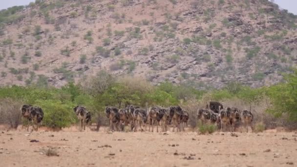 Stado Strusia Wokół Etangi Namibii — Wideo stockowe