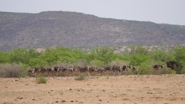 Namibya Etanga Çevresinde Otlayan Devekuşu Sürüsü — Stok video