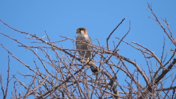 Redneck Falcon Tree Branch Etosha National Park Namibia — Stock Video