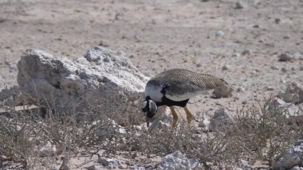 Korhaan Negro Del Sur Comiendo Una Planta Parque Nacional Etosha — Vídeos de Stock