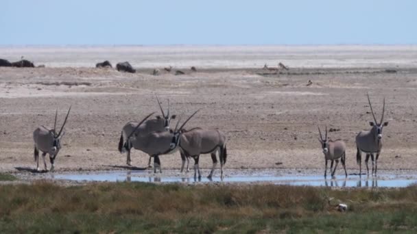 Stádo Gemsboku Pramene Suché Savaně Národním Parku Etosha Namibii — Stock video