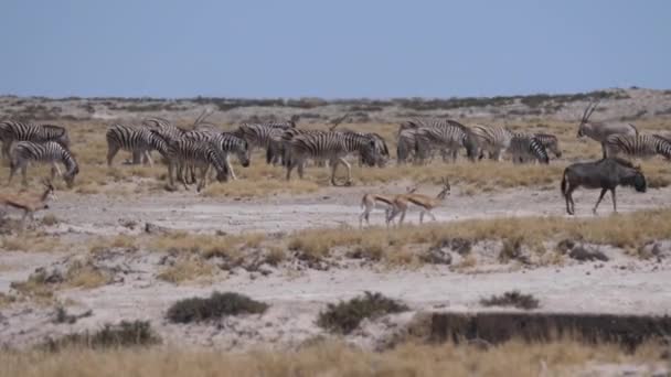 Herd Zebras Dry Savanna Etosha National Park Namibia — Stock Video