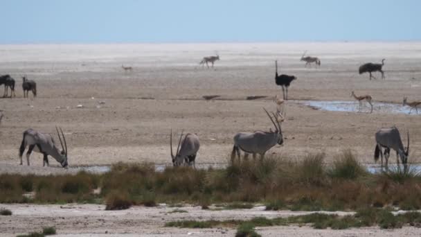 Herd Gemsbok Vid Ett Vattenhål Torr Savann Etosha Nationalpark Namibia — Stockvideo
