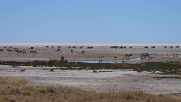 ナミビアのエトーシャ国立公園の乾燥サバンナでゼブラ 野生動物やカモシカの群れ — ストック動画