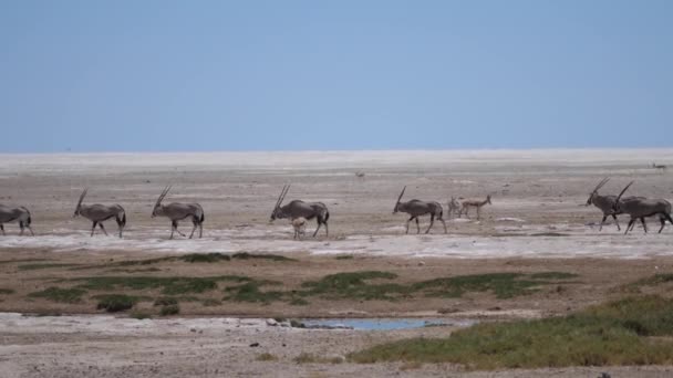 Stado Gemsbok Przejeżdżające Suchą Sawanną Parku Narodowym Etosha Namibia — Wideo stockowe