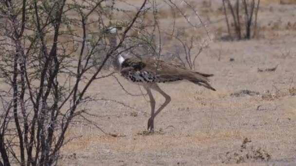 Кори Bustard Ходить Сухой Саванне Этоша Национальный Парк Намибия — стоковое видео