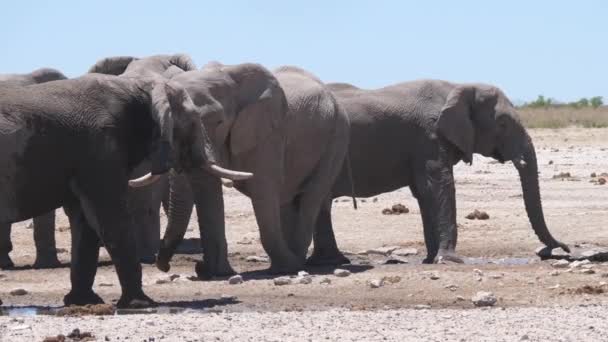 Herd Van Olifanten Rond Een Bijna Droge Waterput Etosha National — Stockvideo