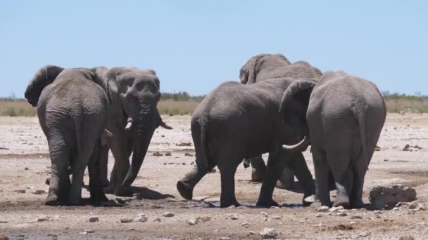 Стадо Слонів Навколо Майже Сухого Вододілу Національному Парку Етоша Намібія — стокове відео