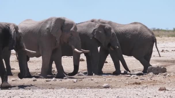 纳米比亚埃托沙国家公园的一个几乎干涸的水坑周围成群的大象 — 图库视频影像