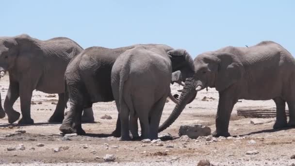 Herd Elephants Almost Dry Waterhole Etosha National Park Namibia — Stock Video