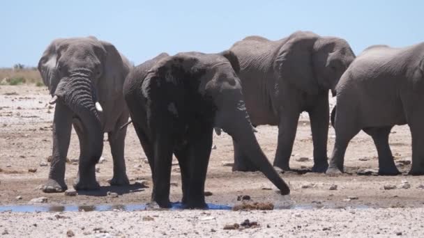 Elefante Schizza Stesso Con Fango Parco Nazionale Etosha Namibia — Video Stock