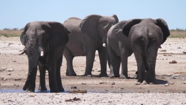 Olifant Spat Zichzelf Onder Met Modder Etosha National Park Namibië — Stockvideo
