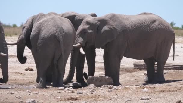 纳米比亚埃托沙国家公园的一个几乎干涸的水坑周围成群的大象 — 图库视频影像