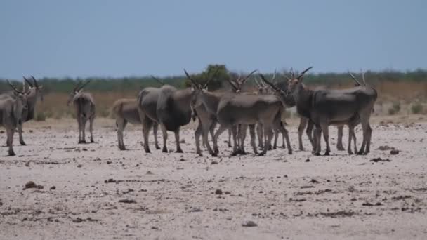 Stádo Obyčejných Eland Horké Suché Savaně Národním Parku Etosha Namibie — Stock video