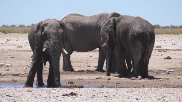 Elefante Salpica Con Barro Parque Nacional Etosha Namibia — Vídeos de Stock