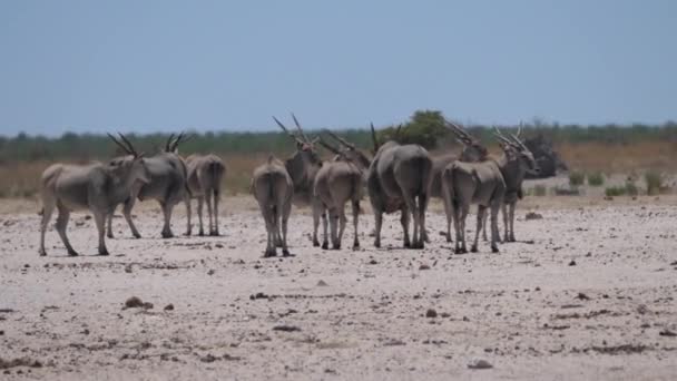 Стадо Общих Земель Жаркой Сухой Саванне Национальном Парке Этоша Намибия — стоковое видео