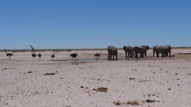 Ελέφαντες Και Στρουθοκάμηλοι Γύρω Από Ένα Μικρό Νερόλακκο Στο Εθνικό — Αρχείο Βίντεο