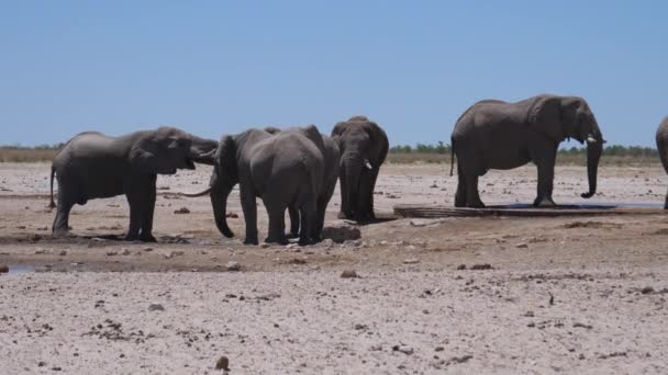 Manada Elefantes Alrededor Pozo Agua Casi Seco Parque Nacional Etosha — Vídeos de Stock