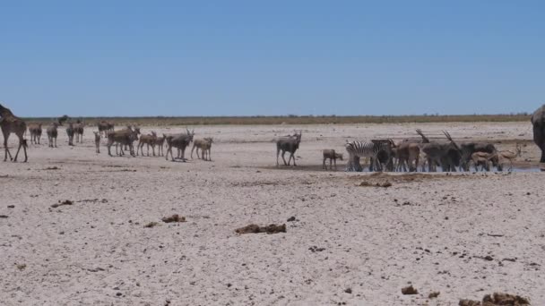 Manada Elands Comunes Alrededor Pozo Agua Una Sabana Seca Parque — Vídeo de stock