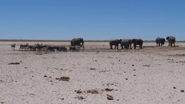 Manada Elefantes Elands Comunes Alrededor Pozo Agua Una Sabana Seca — Vídeos de Stock