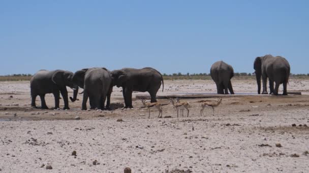 纳米比亚埃托沙国家公园 一群大象在干旱的稀树草原上洒水 — 图库视频影像